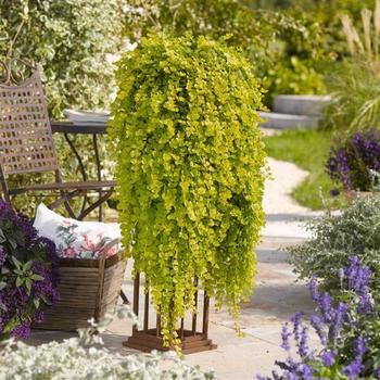 Lysimachia nummularia 'Goldii'