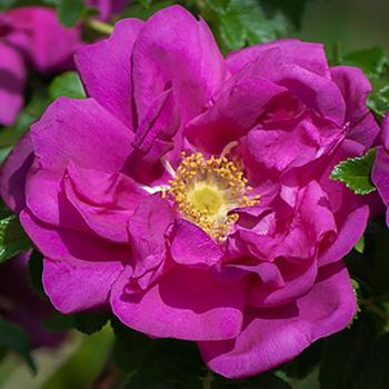 Rosa rugosa 'Purple Pavement'