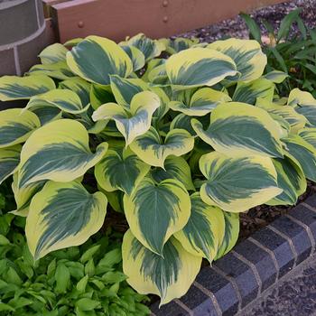 Hosta Hybrid (Plantain Lily)
