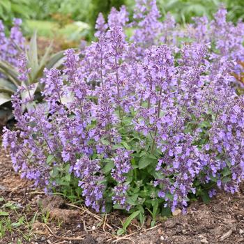 Nepeta 'Picture Purrfect' PPAF (Catmint)