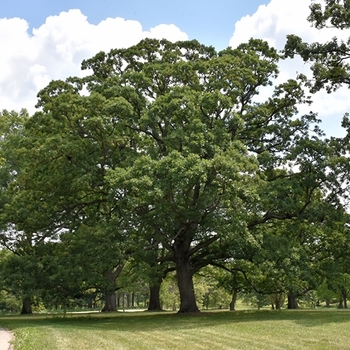 Quercus 