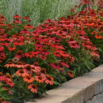 Echinacea Artisan&trade; 'Ombre Red'