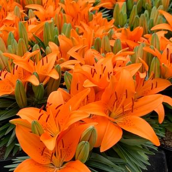 Lilium asiaticum (Asiatic Lily)