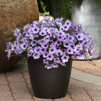 Petunia 