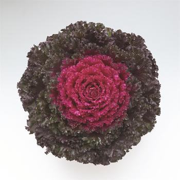 Brassica oleracea