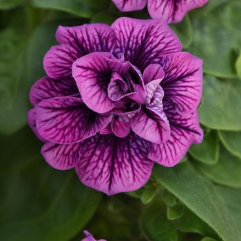 Petunia