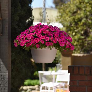 Petchoa (Petchoa, Calibrachoa)