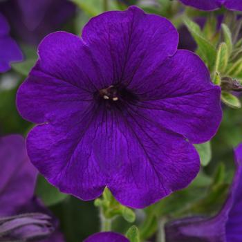 Petunia