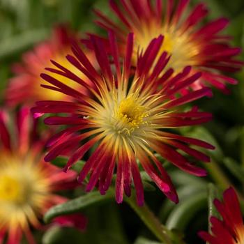 Delosperma cooperi (Iceplant)