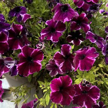 Petunia