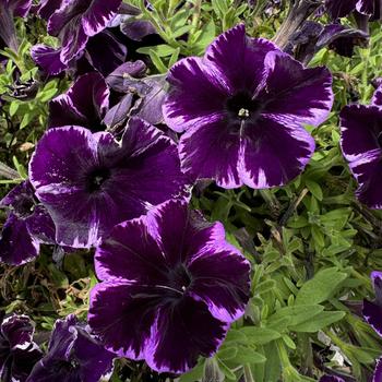 Petunia