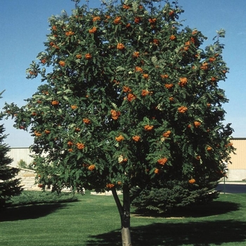 Sorbus decora