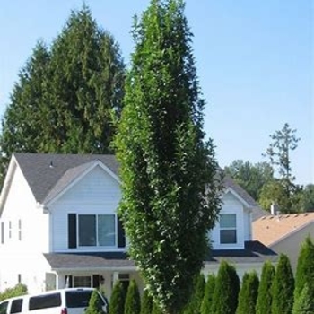 Quercus ellipsoidalis ' ‘Green Pillar’'