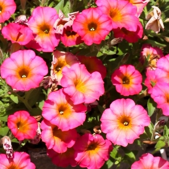 Petunia 