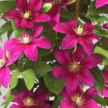 Clematis 