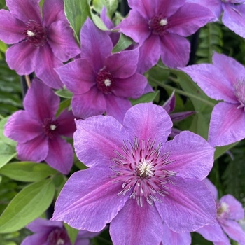 Clematis 