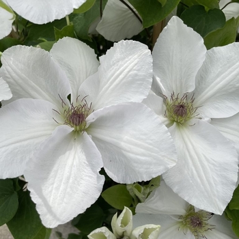 Clematis 