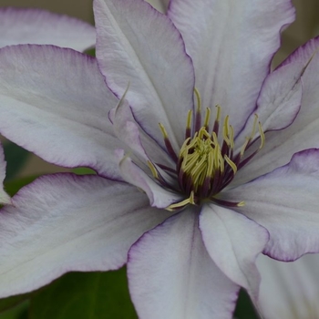 Clematis 