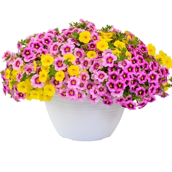 Confetti Garden 