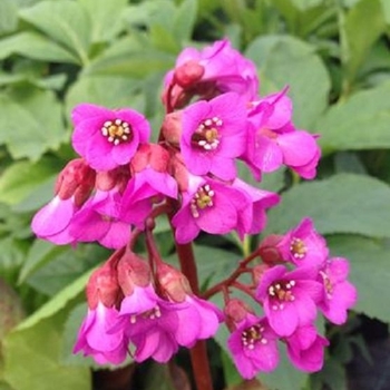 Bergenia cordifolia 
