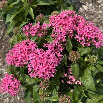 Pentas lanceolata (Egyptian Starcluster)
