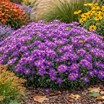 Aster Dum 'Wood's Purple'