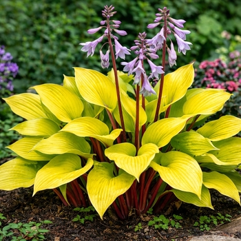 Hosta 