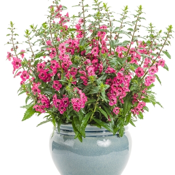 Angelonia (Summer Snapdragon)
