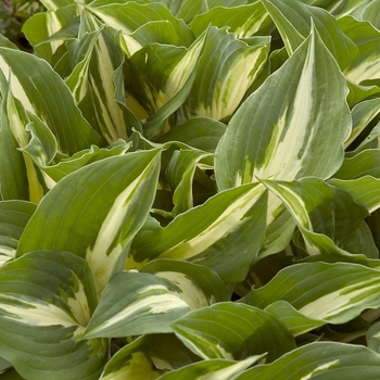 Hosta 