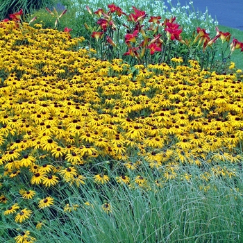 Rudbeckia fulgida 'Goldsturm'