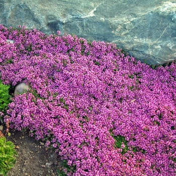 Thymus praecox 'Coccineus'
