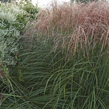 Miscanthus sinensis 'Rotsilber'
