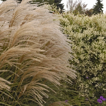 Miscanthus sinensis 