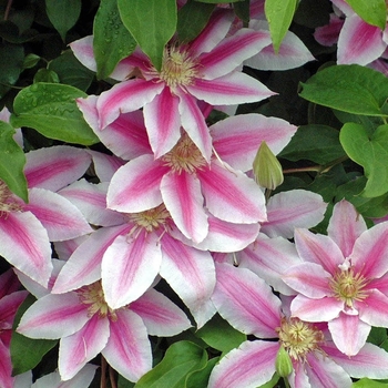 Clematis 