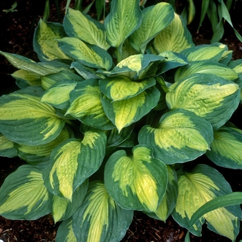 Hosta 'Captain Kirk'