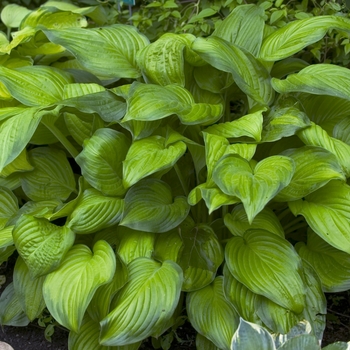 Hosta 'Stained Glass'