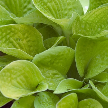 Hosta 'Maui Buttercups'