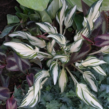 Hosta 'Fire and Ice'