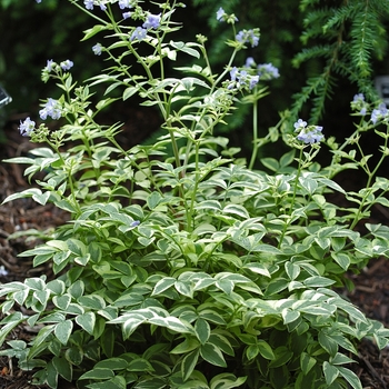 Polemonium reptans 'Stairway to Heaven'