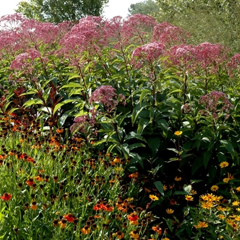 Eupatorium maculatum 'Gateway'