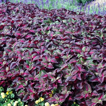 Perilla frutescens 'Magilla™ Purple'