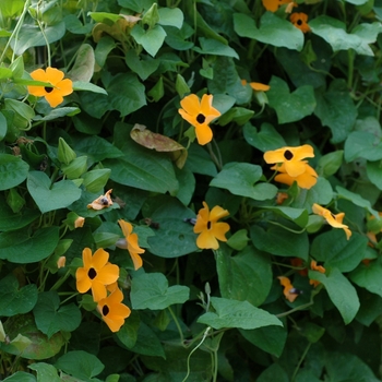 Thunbergia alata