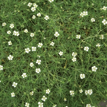 Sagina Subalate