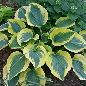Hosta 'Liberty'