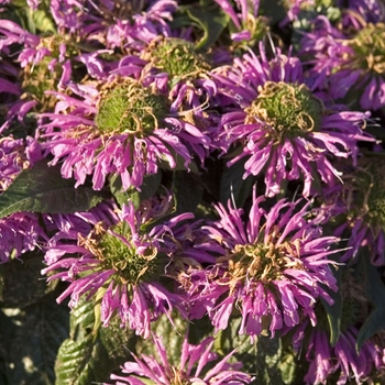 Monarda Acrade Grand Parade