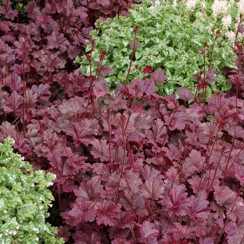 Heuchera 'Obsidian'
