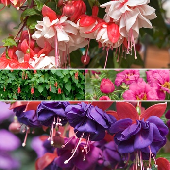 Fuchsia Varieties