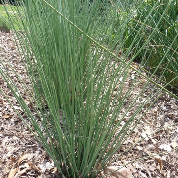 Juncus inflexus 'Blue Arrows'