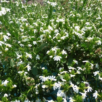 Scaevola aemula 'Bombay® White'