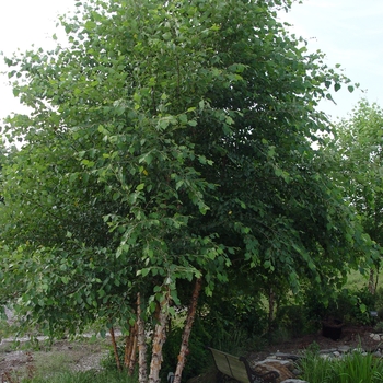 Betula nigra 